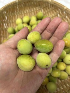 画像3: 沖縄県産 生梅 1kg　【数量限定】 (3)