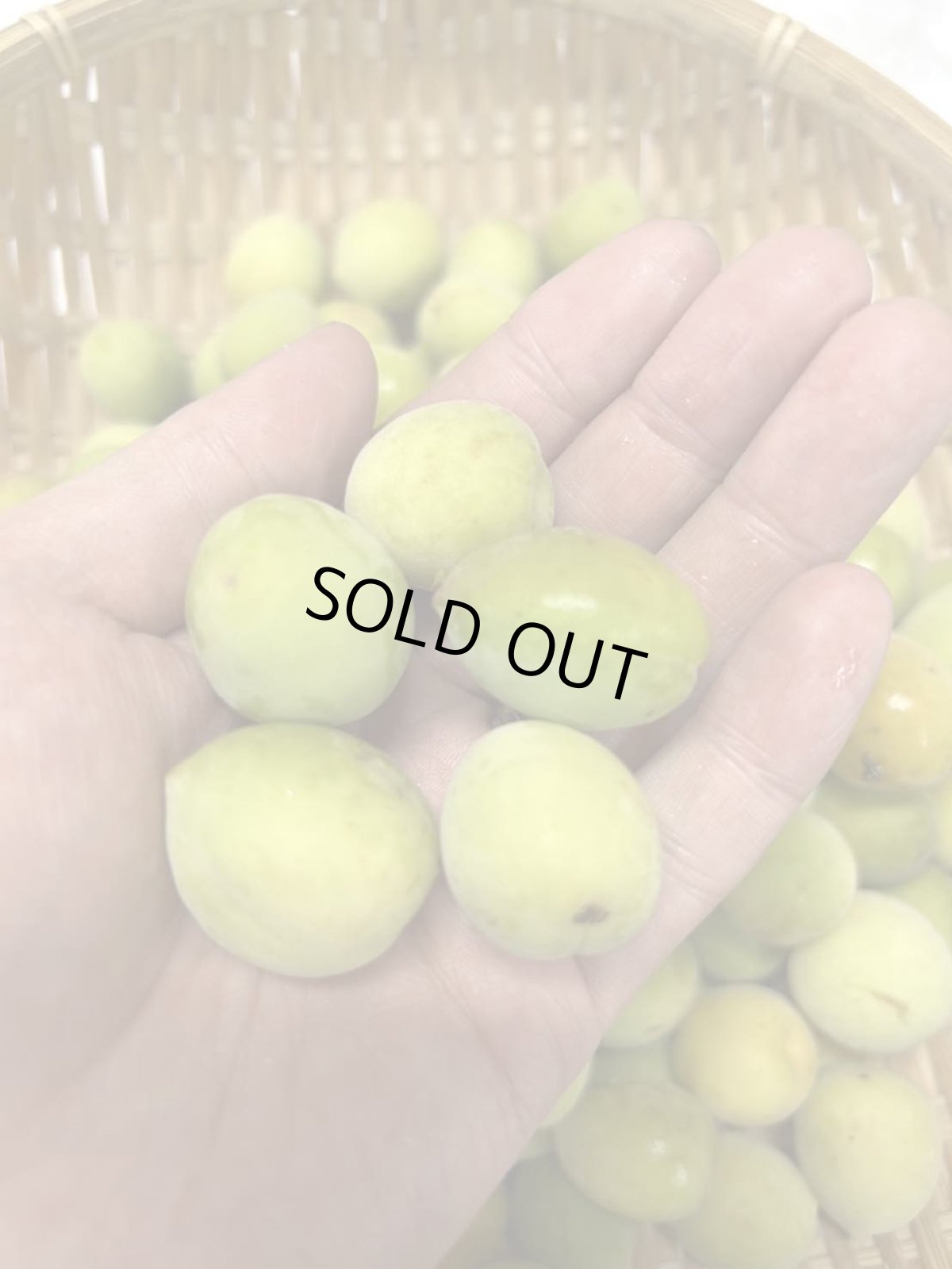 画像1: 沖縄県産 生梅 1kg　【数量限定】 (1)