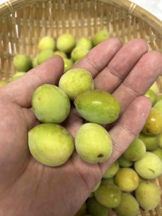 画像1: 沖縄県産 生梅 1kg　【数量限定】 (1)