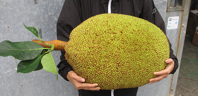 激レア 沖縄産 ジャックフルーツ パラミツ 自然栽培 無農薬 JackFruit