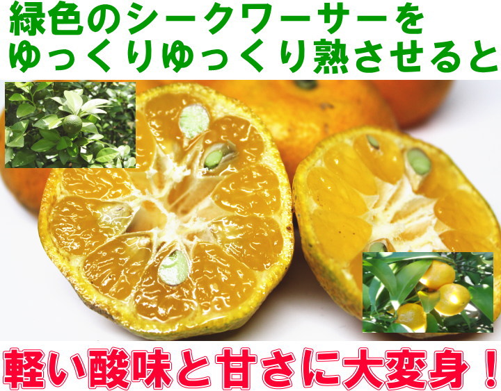 シークヮーサー　沖縄　okinawa　フルーツ　fruit