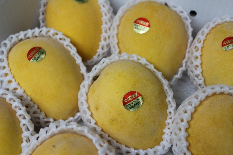 沖縄産 マンゴー  金蜜マンゴー   2玉               キンミツ