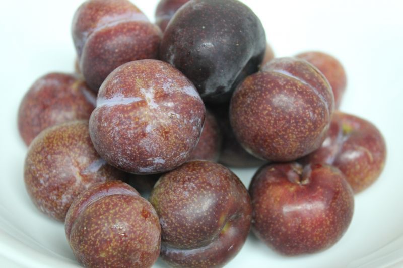 沖縄県産 フルーツ スモモ プラム トロピカルフルーツ