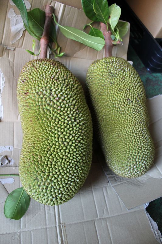これはお手頃サイズ、ジャックフルーツ、【パラミツ】1個約 9kg - 沖縄の青果物卸専門店「たま青果」