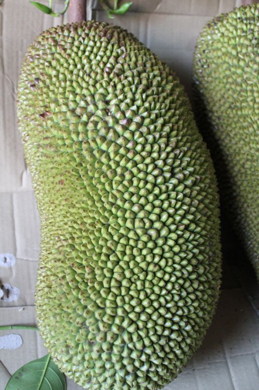 これは大きいサイズ、ジャックフルーツ、【パラミツ】1個約 11．5kg - 沖縄の青果物卸専門店「たま青果」