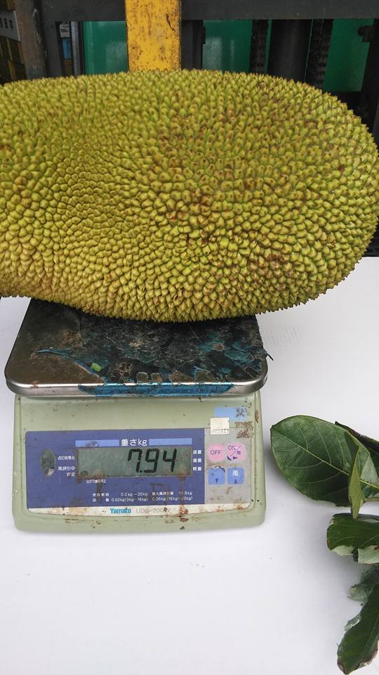 これはお手頃サイズ、ジャックフルーツ、【パラミツ】1個約 8kg - 沖縄たま青果