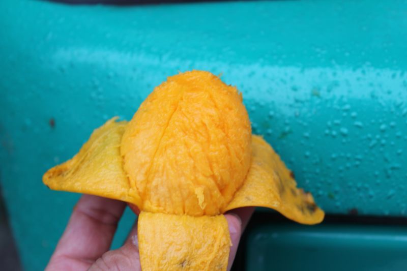 2400円 人気を誇る 沖縄産 ミニマンゴー 2kg 規格外アップルマンゴー 送料無料