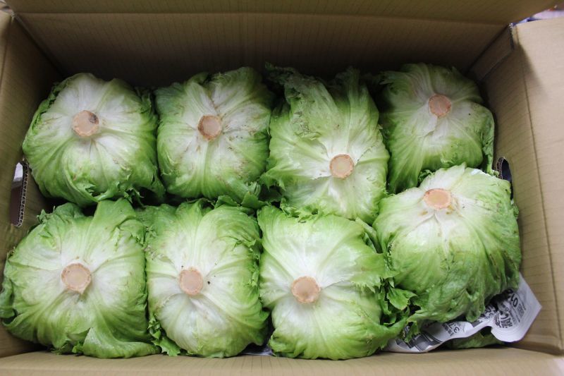 画像1: 沖縄野菜：沖縄産レタス　１箱（6〜〜１２玉）約５kg　 (1)