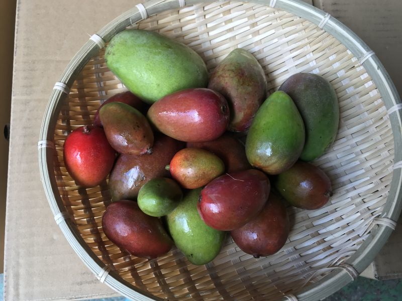沖縄県産 フルーツ マンゴー mango 未熟マンゴー 青マンゴー