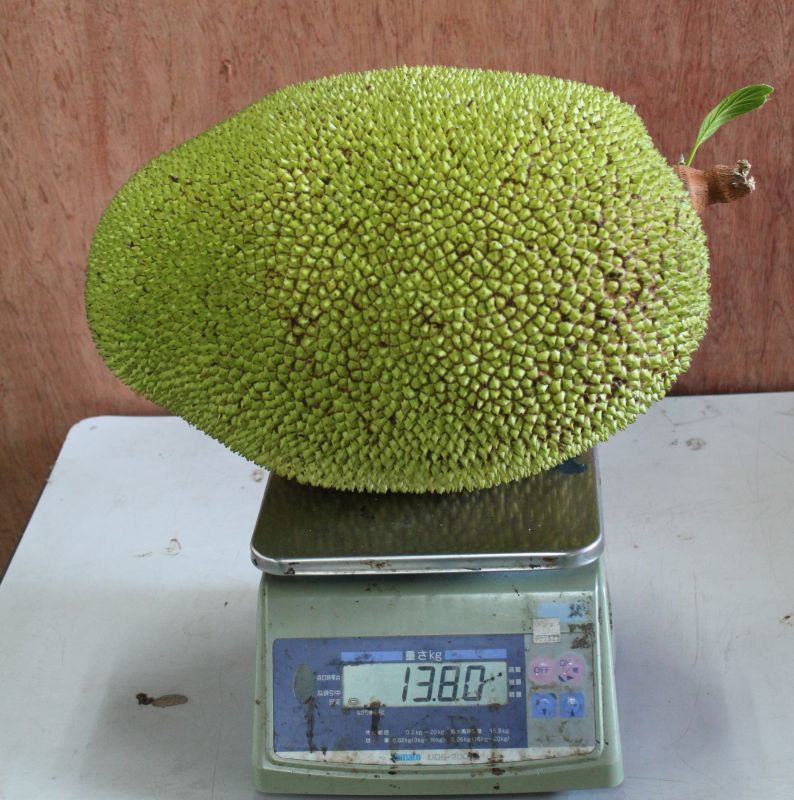 これは大きい、ジャックフルーツ、【パラミツ】1個約 13.8kg - 沖縄たま青果