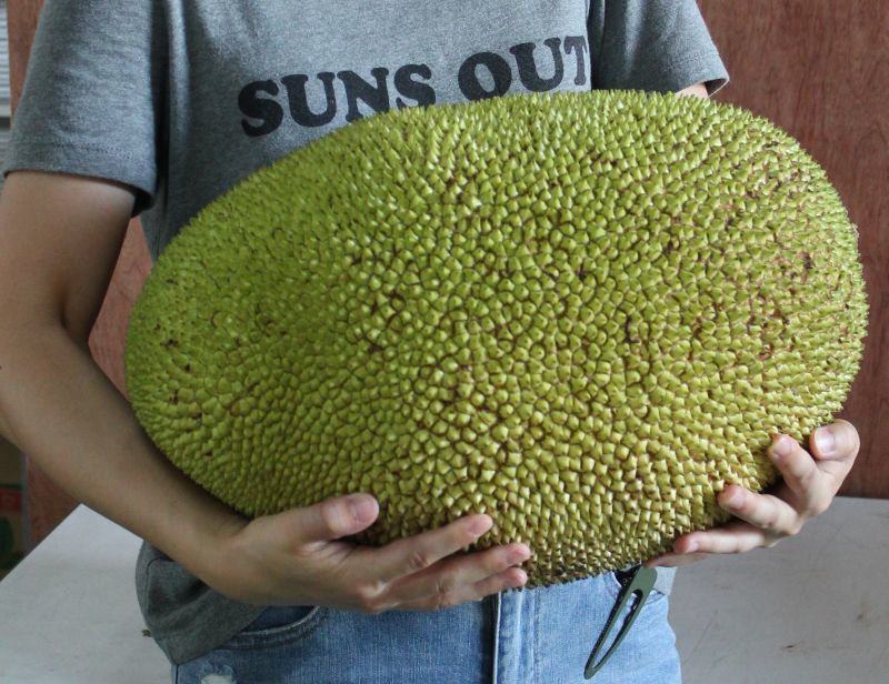 これは大きい ジャックフルーツ パラミツ １個約 １３ ８kg 沖縄たま青果
