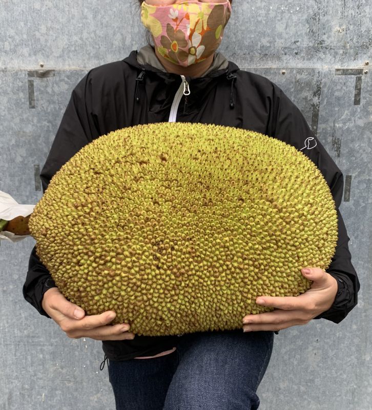 これは大きい ジャックフルーツ パラミツ １個約 約２０kg 沖縄たま青果