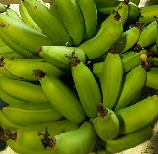 沖縄県産 バナナ 島バナナ 三尺バナナ ゴールデンスイートバナナ