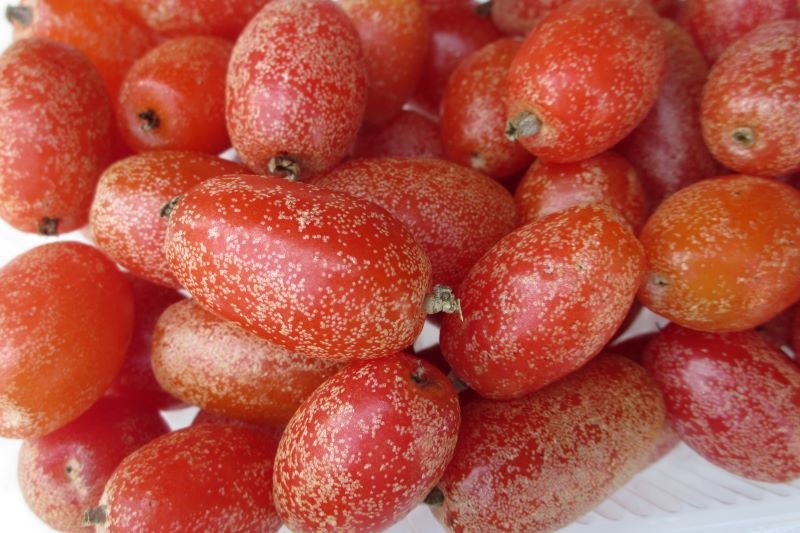 沖縄県産 フルーツ グミ 珍味 フレッシュ 酸っぱい果物