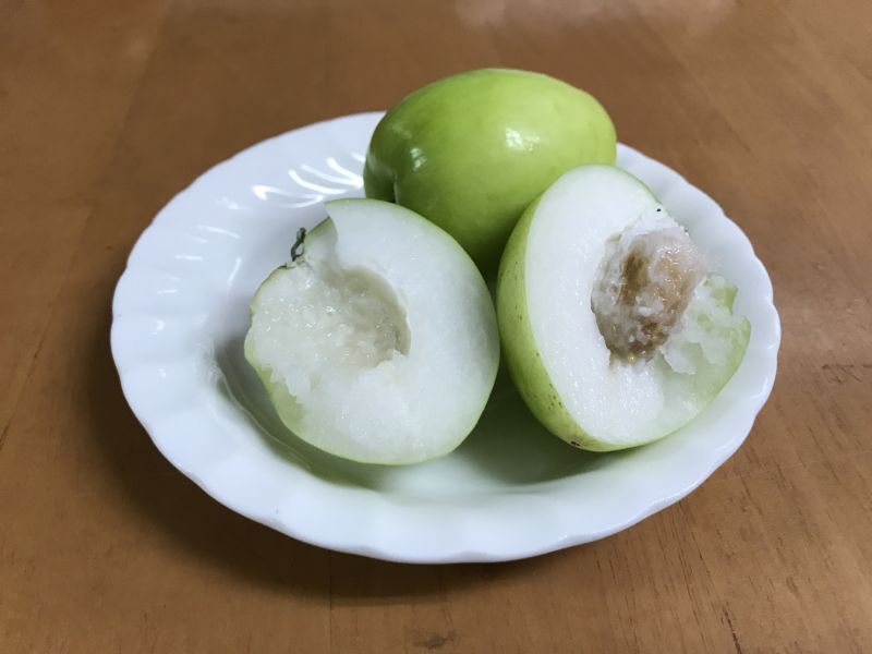 沖縄県産　なつめ　南国フルーツ　フルーツ　ナツメ