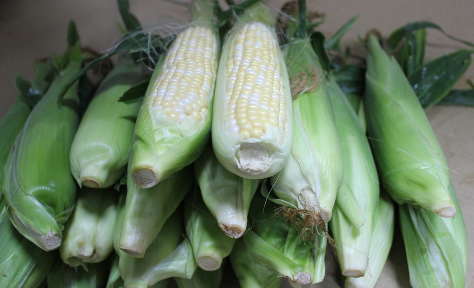 沖縄県産 フルーツ パパイヤ 野菜 酵素 ゴーヤー スイートコーン