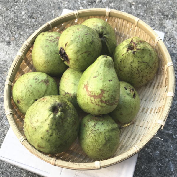 グァバ バンシルー トロピカルフルーツ 沖縄県産品
