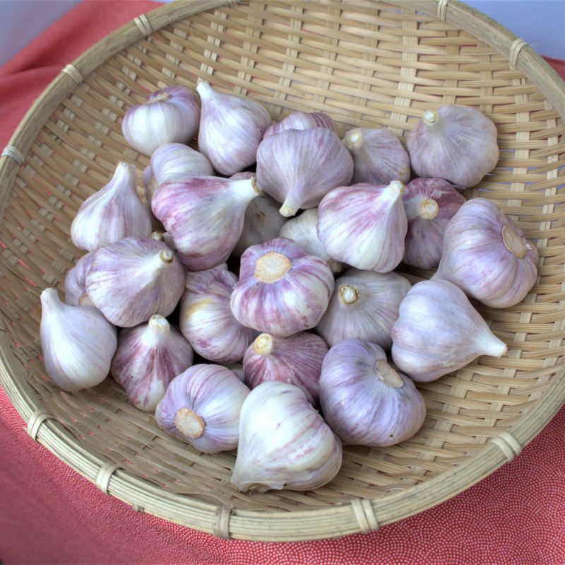 沖縄県産 フルーツ 野菜 島野菜 にんにく ニンニク garlic