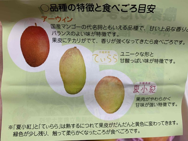沖縄県産 フルーツ マンゴー てぃらら 新種