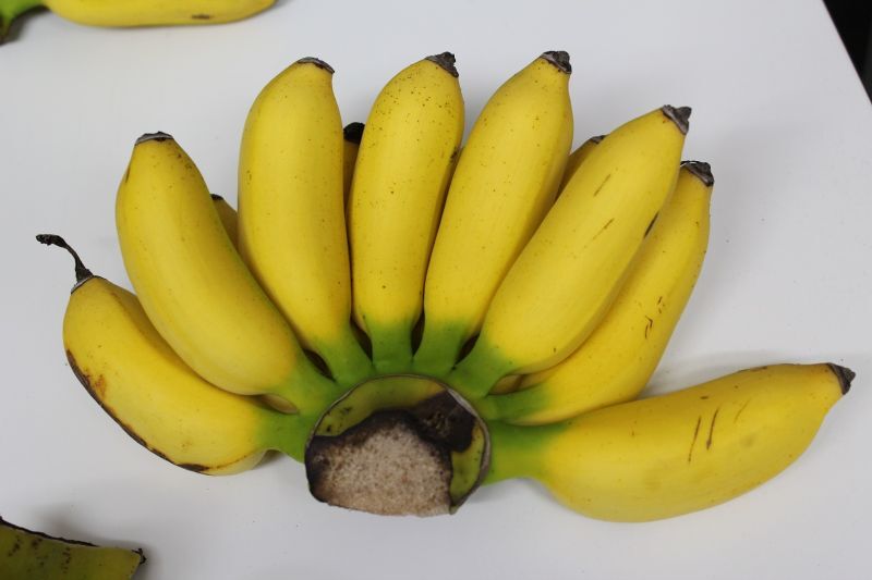 画像1: 沖縄を代表するバナナ　島バナナ約１kg　甘さと酸味のバランスが最高！青い状態で発送します【常温発送】 (1)