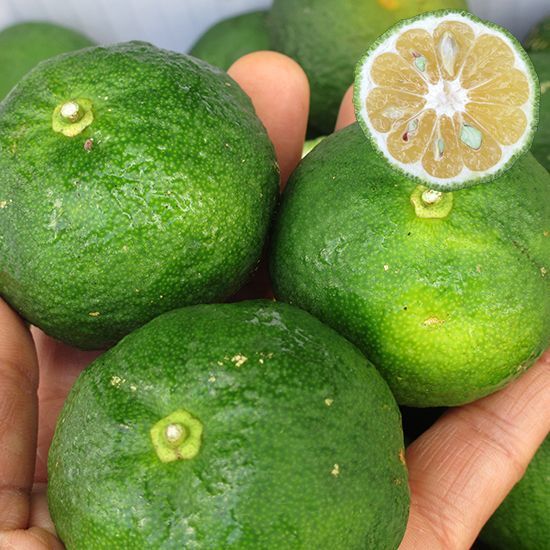 画像1: 沖縄県産 カーブチー 約1kg　 皮が分厚い！昔ながらの沖縄みかん　【発送9月〜11月】 (1)