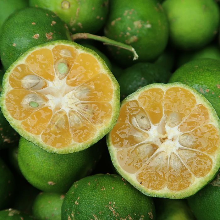 沖縄 シークヮーサー フルーツ Okinawa Fruit