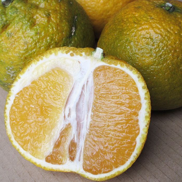 画像3:  オートー 約1kg 　昔ながらの沖縄みかん (3)