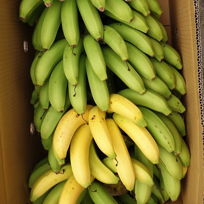 元気に入荷中です！沖縄県産三尺バナナ３kg