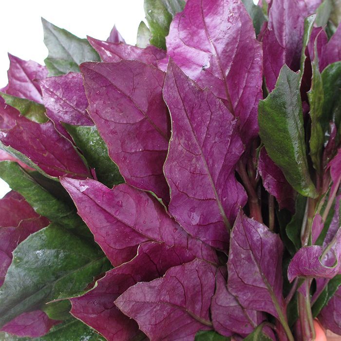 画像2: 【薬草として使用されてきた目に優しいお野菜】ハンダマ(水前寺菜)２５０g (2)