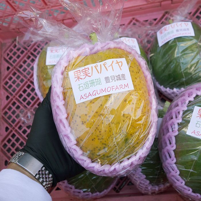 フルーツパパイヤ２．５kg(３〜４個)　農薬未使用栽培　沖縄たま青果