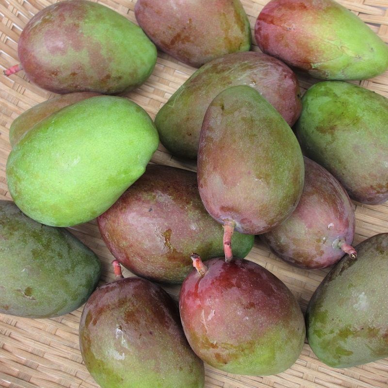 マンゴー　青マンゴー　沖縄県産　未熟マンゴー　フルーツ　mango