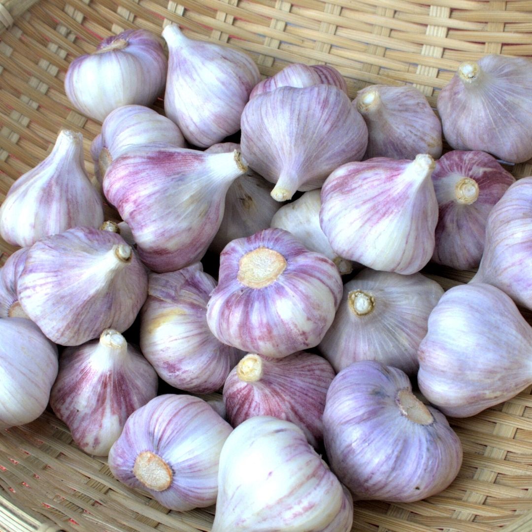 ニンニク【完全無農薬栽培】赤土.島ニンニク３k/沖永良部島産/種 - 野菜