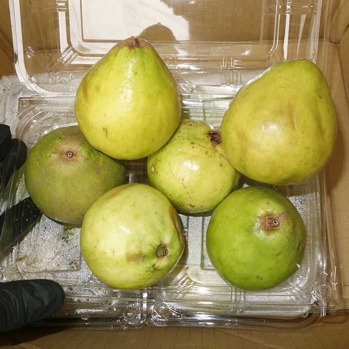 グァバ バンシルー トロピカルフルーツ 沖縄県産品