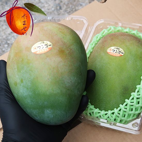 沖縄県産 フルーツ マンゴー キーツマンゴー