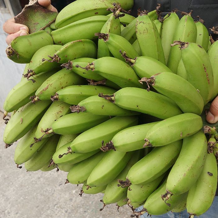 台湾バナナ苗木 - 果物