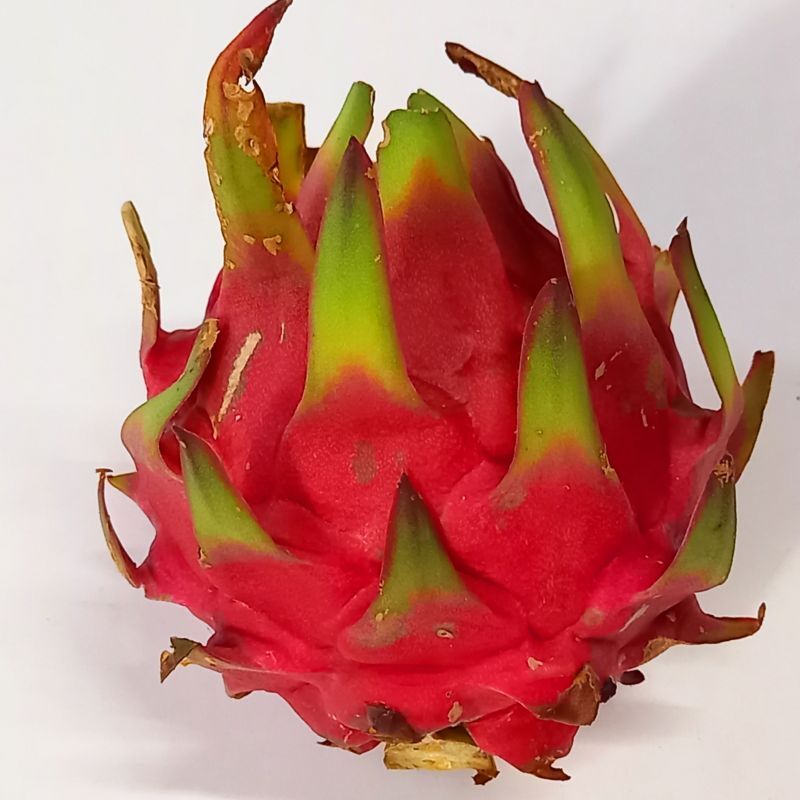沖縄県産 ドラゴンフルーツ 赤