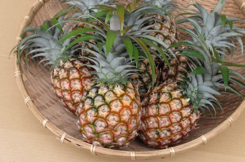 沖縄県産　フルーツ　パイナップル