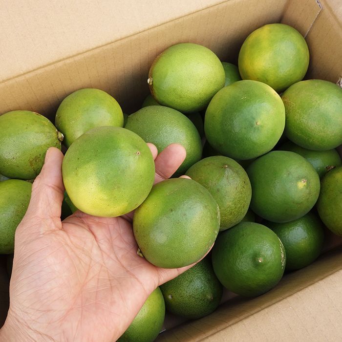 沖縄たま青果　マイヤーレモン５kg　が数量限定にて大特価です。ワックス、防腐剤不使用！