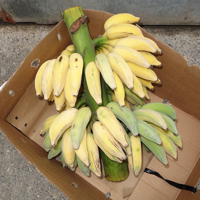 お任せバナナ（三尺バナナ/島バナナ/アイスクリームバナナなど）2kg　