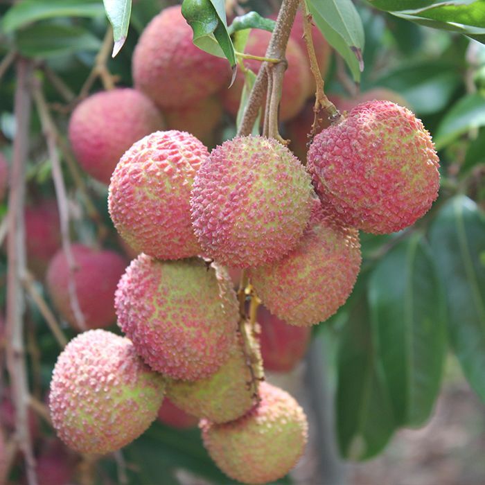 ☆発送開始☆ 生 ライチ（玉荷包）300g 沖縄県産 - 沖縄たま青果