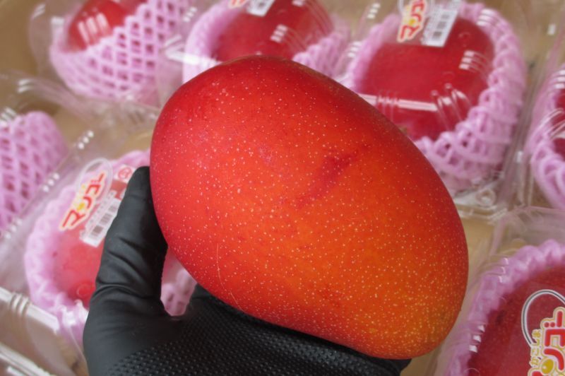 沖縄県産 フルーツ マンゴー mango 南国フルーツ 贈り物