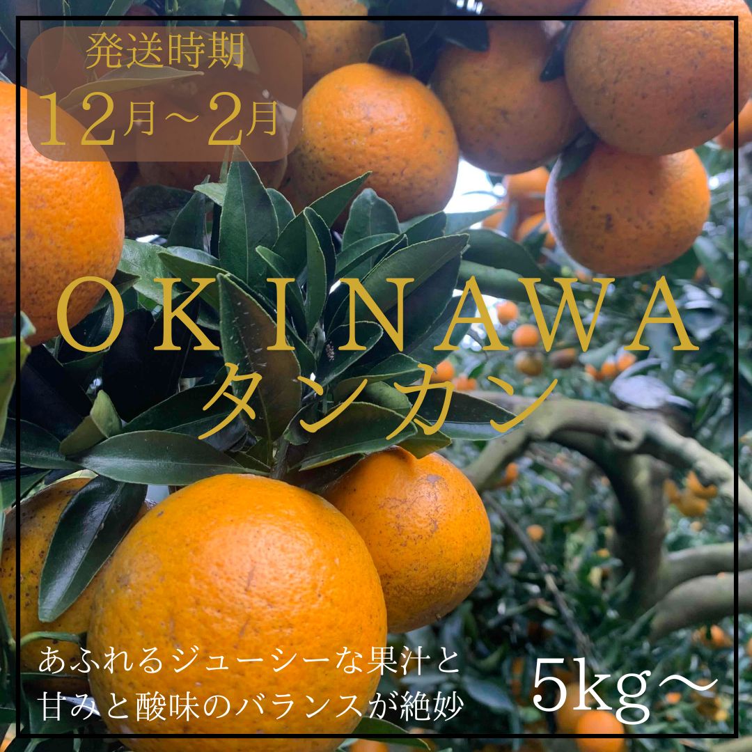 沖縄県産タンカン　家庭用5ｋｇ詰め　サイズ指定なし　