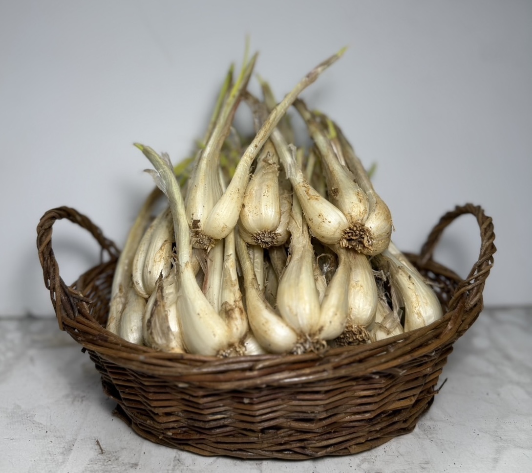 「スペシャルセール」伊江島産島らっきょう　 2kg　お酒と相性最高！バラでの発送になっております
