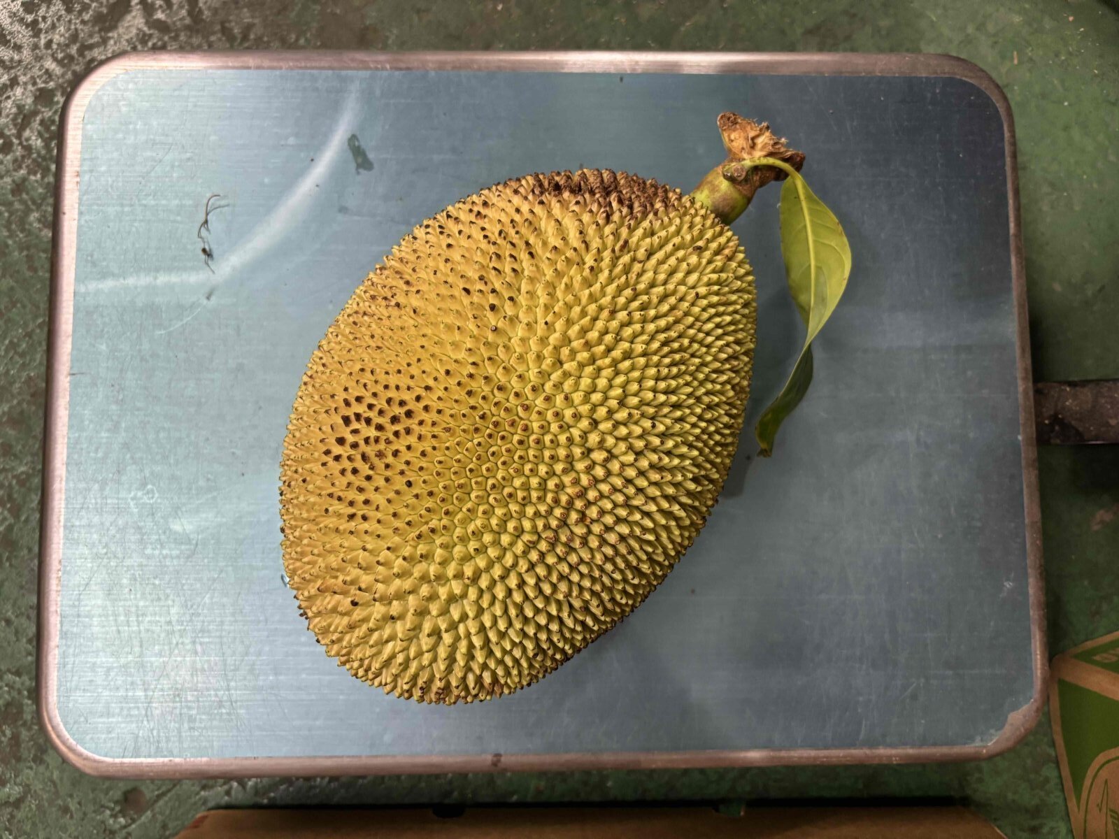 ジャックフルーツ☆パラミツ☆　約3.8kg　※クレーム無しでお願いします。【送料無料】１点もの