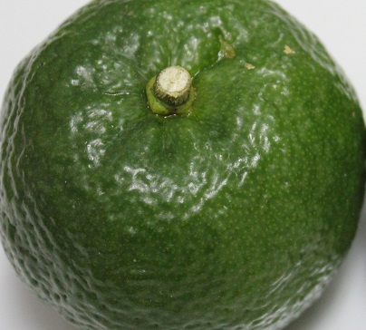 画像3: 今だけ!!!「カーブチー1kg」「タルガヨー1kg」食べ比べセット (3)