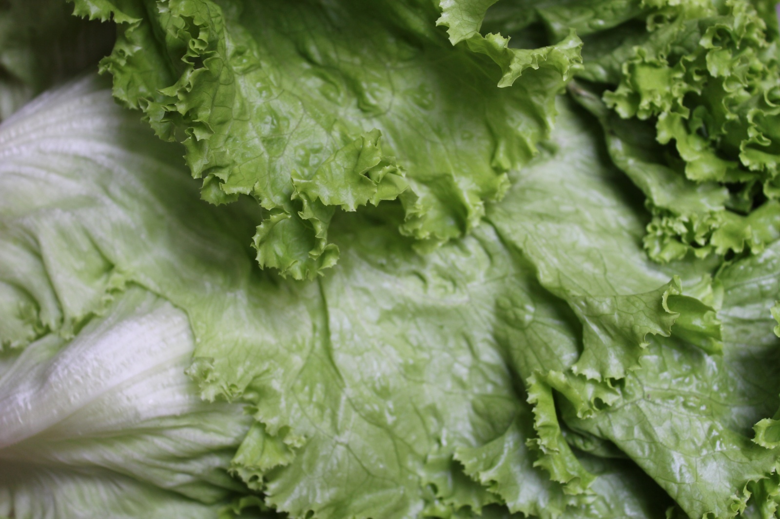 少し大人のレタス、ロメインレタス(又の名をコスレタス)　５パック