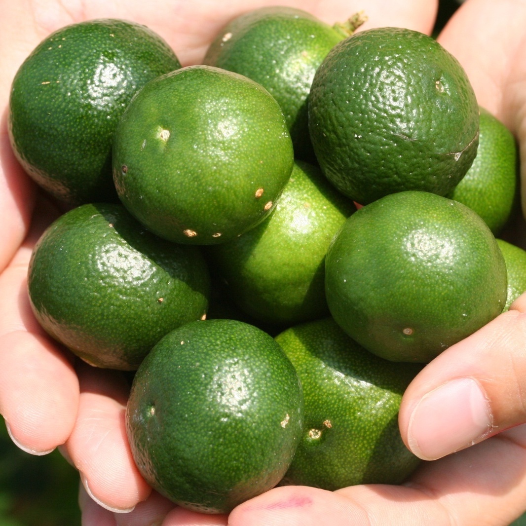 ☆「★BLACKFRIDAY★」☆沖縄特産　シークワーサー２kg　ノビレチンたっぷり 