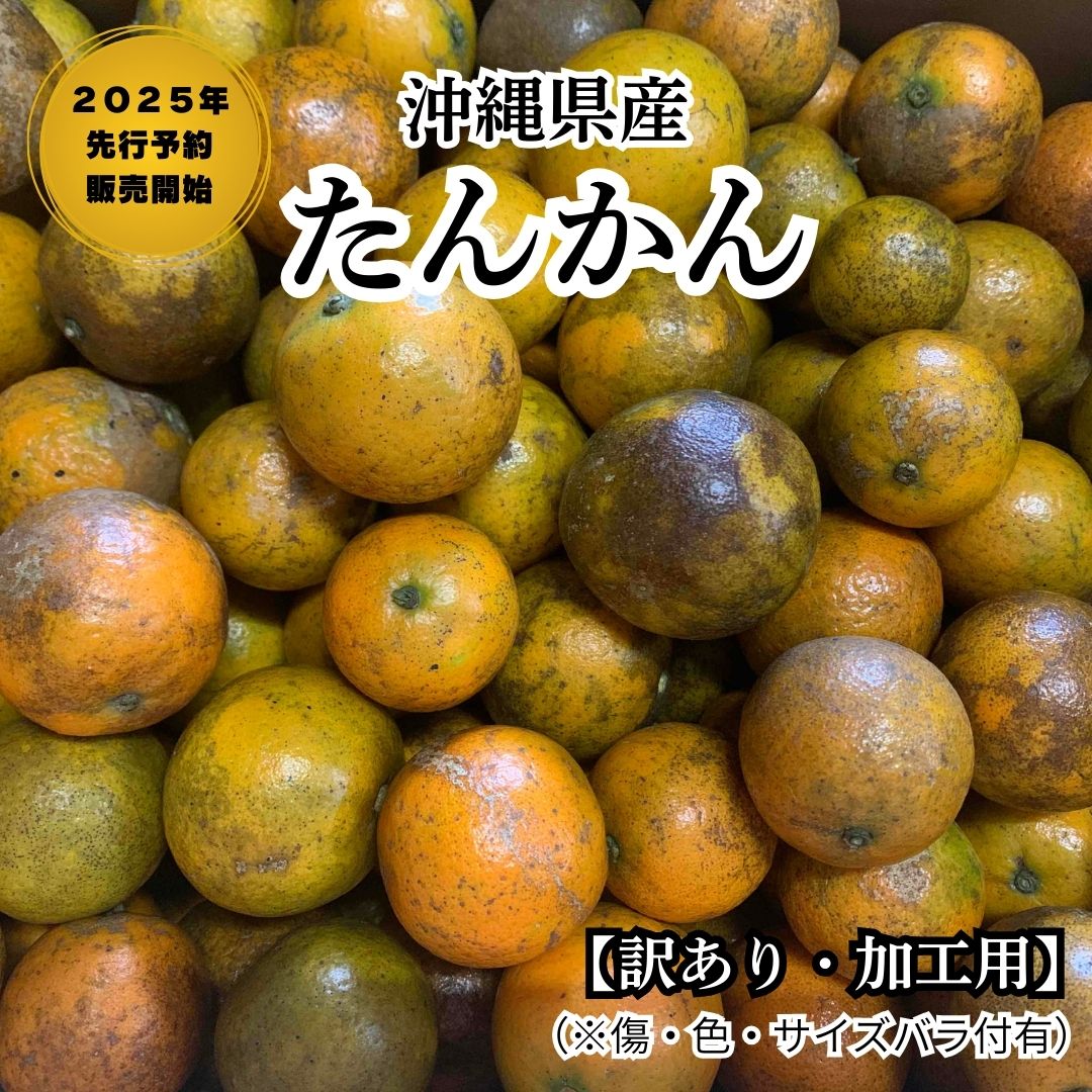 【加工用格外品】伊佐さんのタンカン　10kg　サイズバラ付有　数量限定　