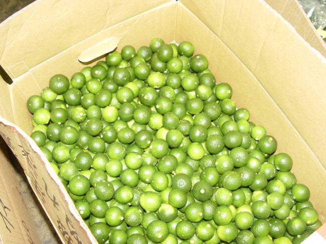 ☆送料無料☆種あり・種無し シークワーサーたっぷり５kg ２０箱限定（種あり、種なしはご指定出来ません。どちらかをお送り致します。） - 沖縄たま青果