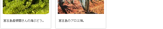 自社農家 契約農家 提携業者さん 沖縄の青果物卸専門店